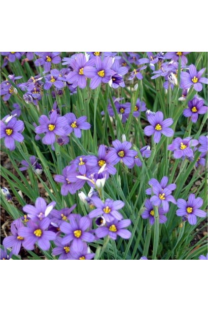 Ґрунтопокривна рослина синьоочка утворює густий зелений килим